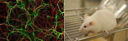 分子細胞神経科学実験画像